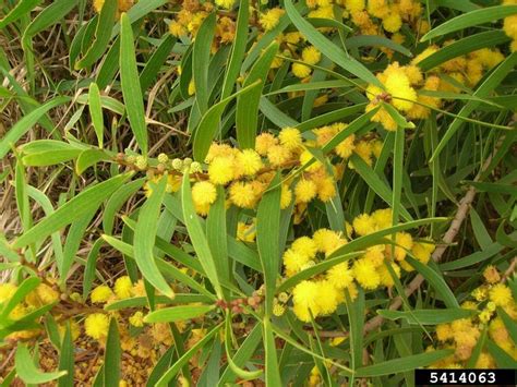 The Small Philippine Acacia: Unraveling the Flower's  .
